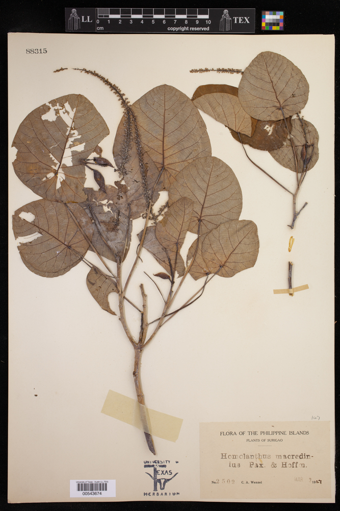 Homalanthus macradenius image