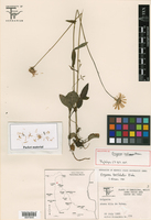 Image of Erigeron cieloensis