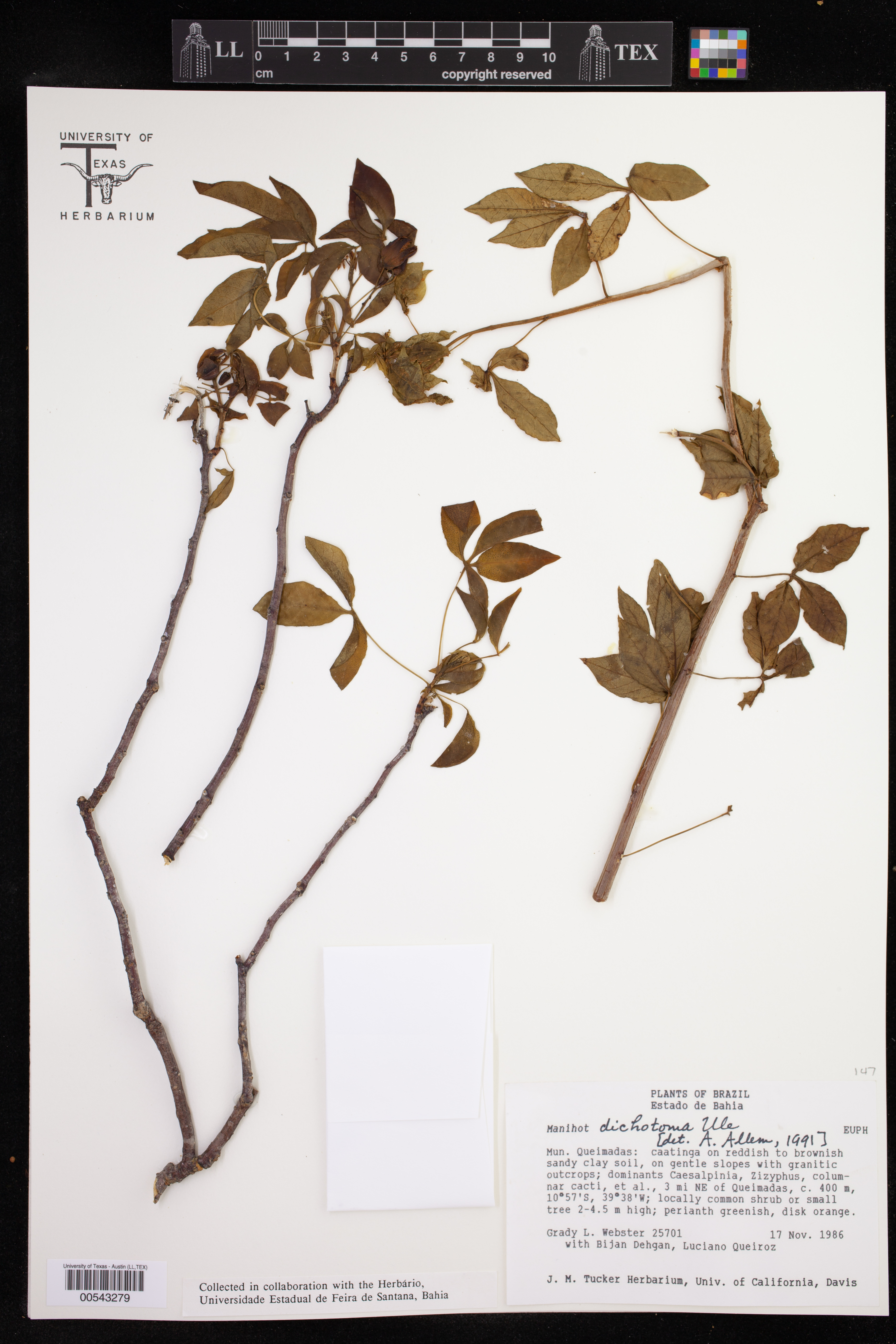 Manihot dichotoma