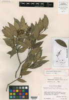 Image of Calyptranthes venulosa