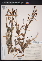 Eustoma exaltatum subsp. exaltatum image