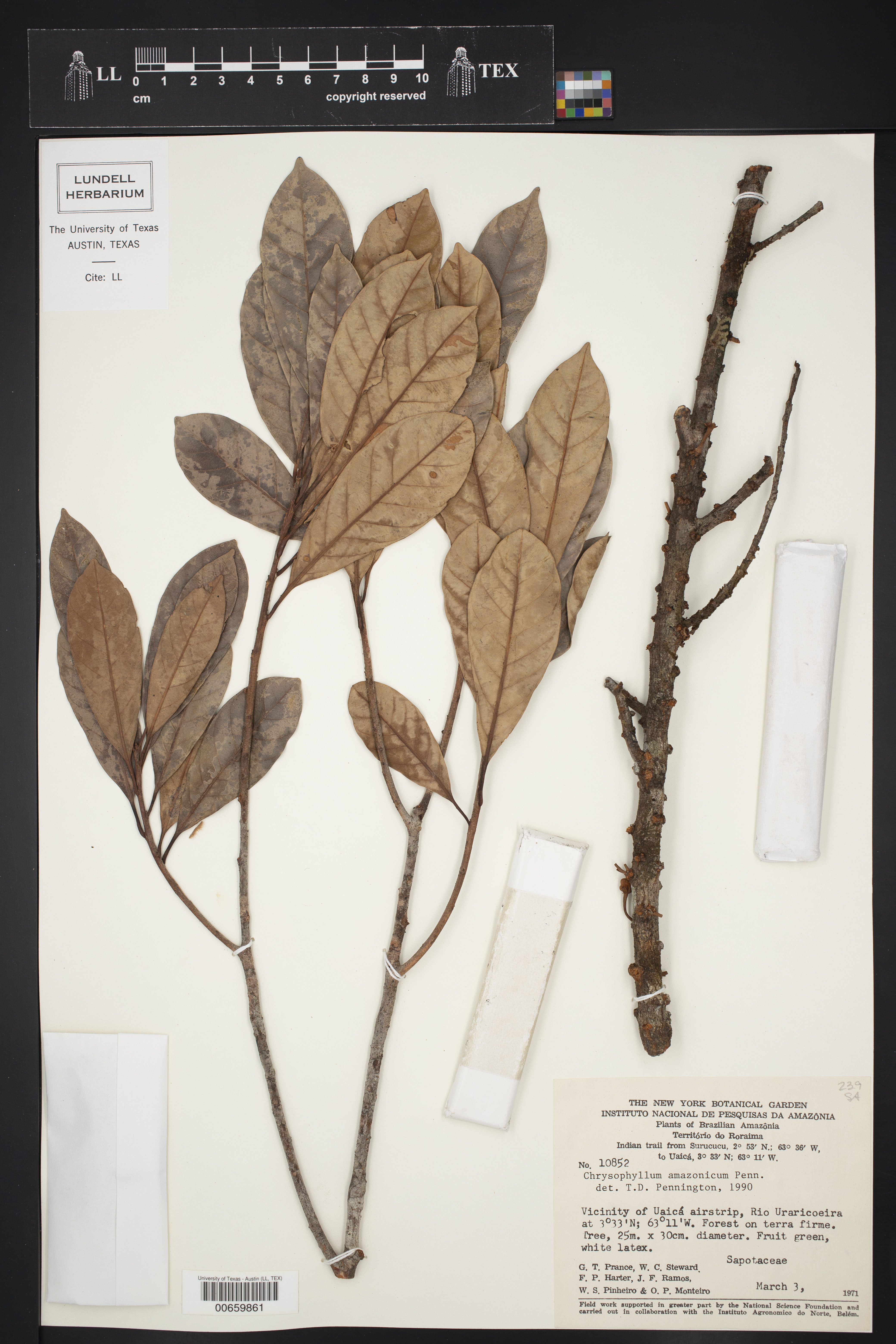 Chrysophyllum amazonicum