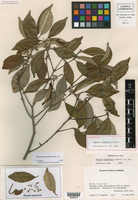 Eugenia guatemalensis image