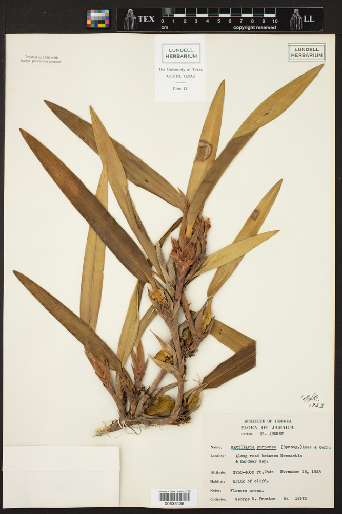 Maxillaria purpurea image