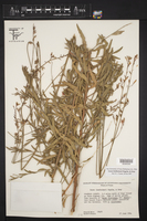 Oenothera lindheimeri image