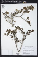 Forestiera pubescens var. pubescens image