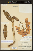 Guarianthe bowringiana image