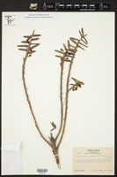 Maxillaria dendrobioides image