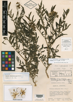 Solanum brevicaule image