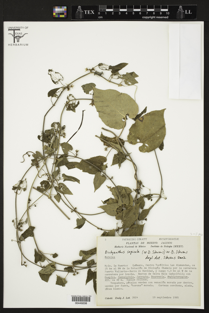 Dictyanthus sepicola image