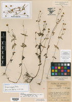 Coreocarpus congregatus image