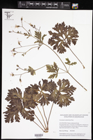 Image of Pelargonium candicans