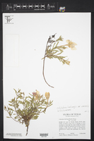 Calylophus hartwegii subsp. maccartii image