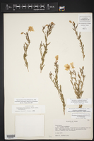 Oenothera berlandieri image