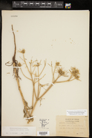 Eryngium heterophyllum image