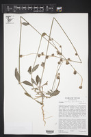 Froelichia latifolia image