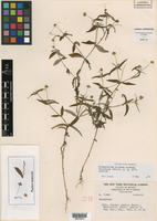 Melampodium pilosum image