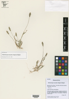 Image of Muhlenbergia monandra