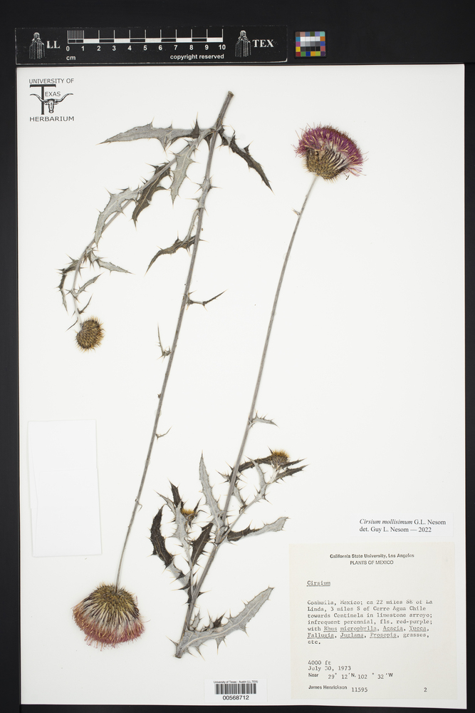 Cirsium mollissimum image
