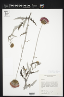 Image of Cirsium mollissimum