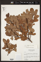 Lyonia octandra image