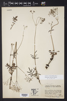 Valeriana densiflora image