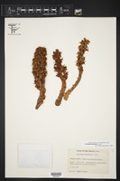 Conopholis alpina var. mexicana image