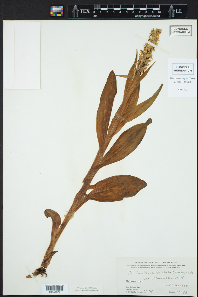 Platanthera dilatata var. chlorantha image