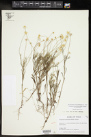 Tetraneuris linearifolia var. linearifolia image