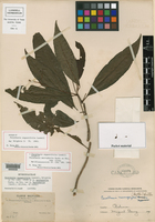 Parathesis angustifolia image