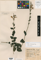 Scutellaria blepharophylla image