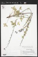 Delphinium carolinianum subsp. vimineum image