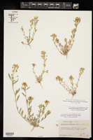 Physaria densiflora image