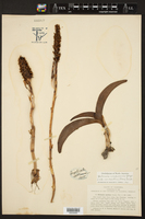Platanthera elegans subsp. elegans image
