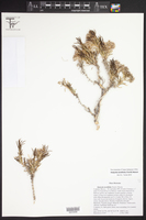 Houstonia teretifolia image