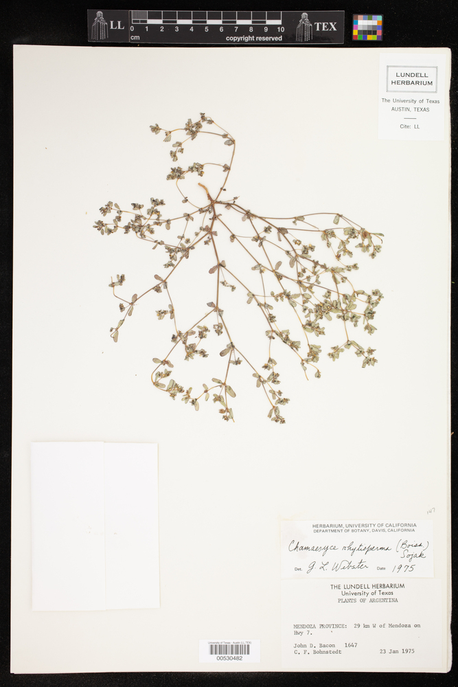 Euphorbia rhytisperma image