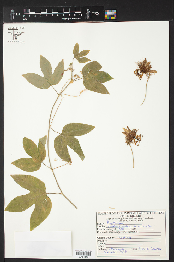 Passiflora choconiana image