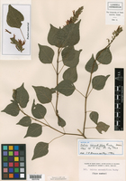 Salvia camarifolia image