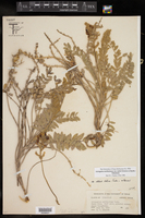 Astragalus mollissimus var. earlei image