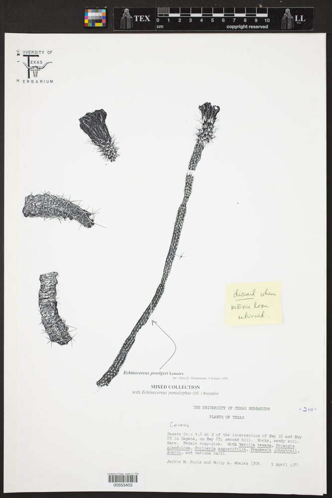 Echinocereus poselgeri image
