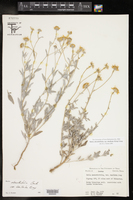 Bahia absinthifolia var. dealbata image