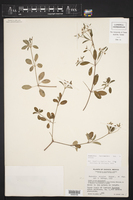 Euphorbia luciismithii image