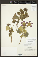 Hibiscus martianus image