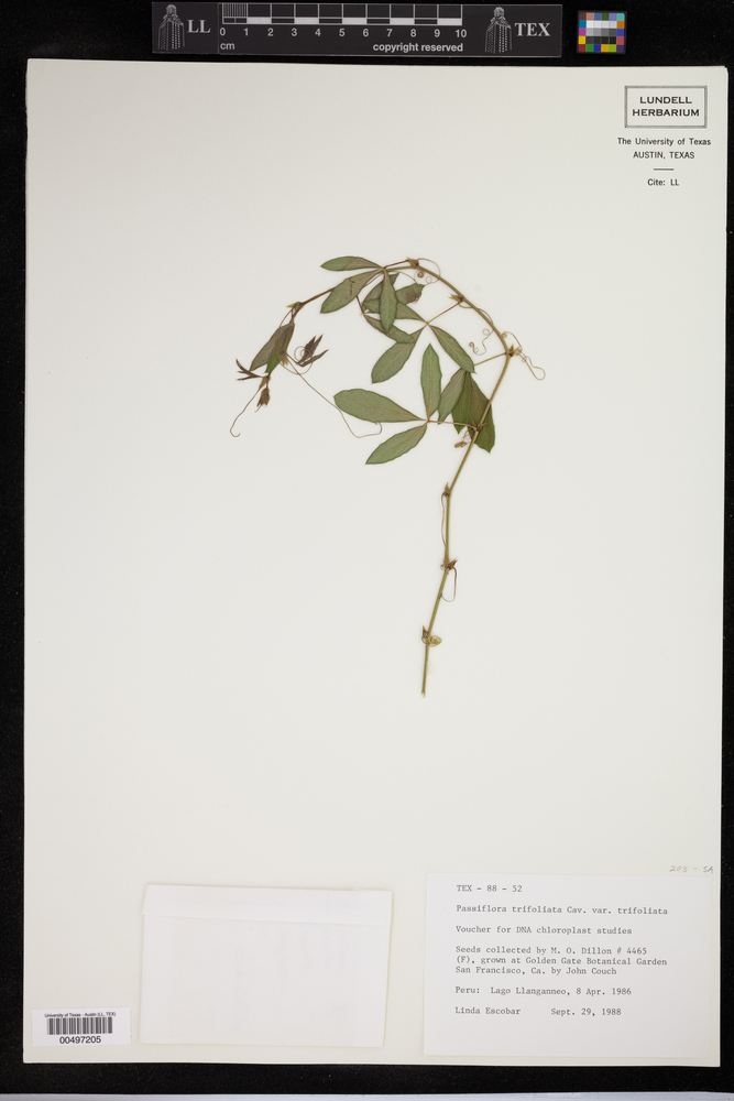 Passiflora trifoliata image