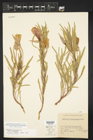 Oenothera macrocarpa subsp. macrocarpa image
