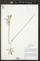 Callirhoe alcaeoides image