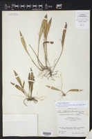 Acianthera hondurensis image