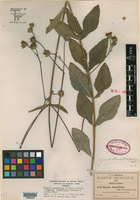 Image of Viguiera rhombifolia