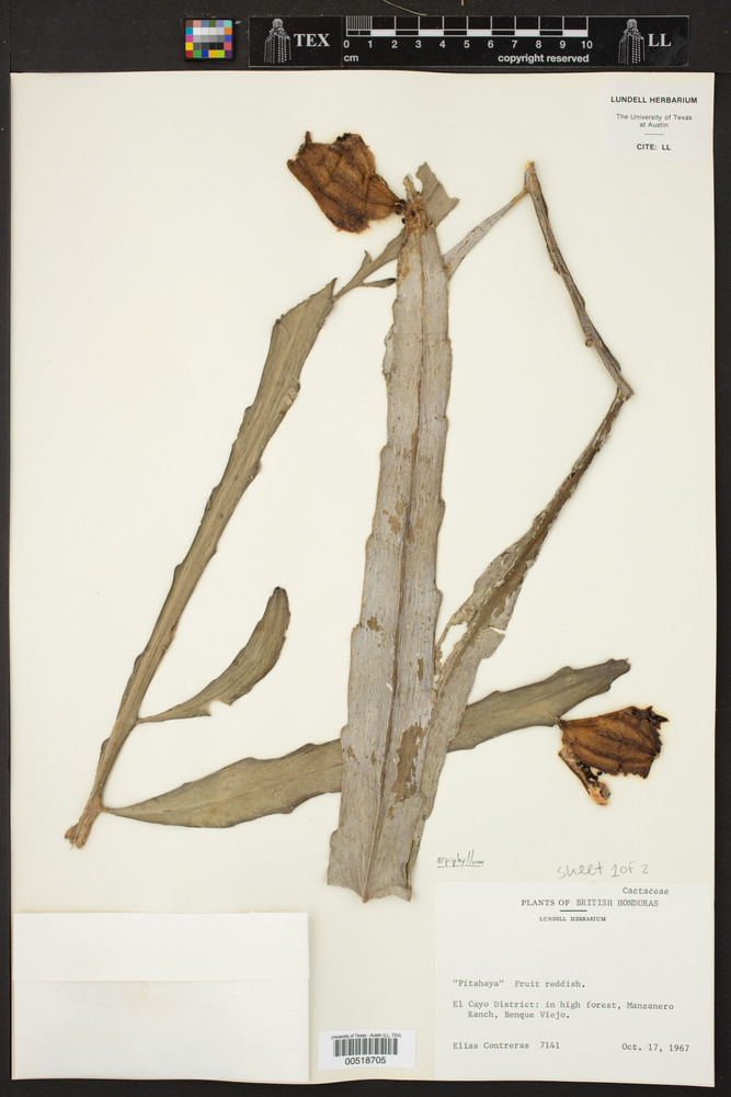 Epiphyllum image
