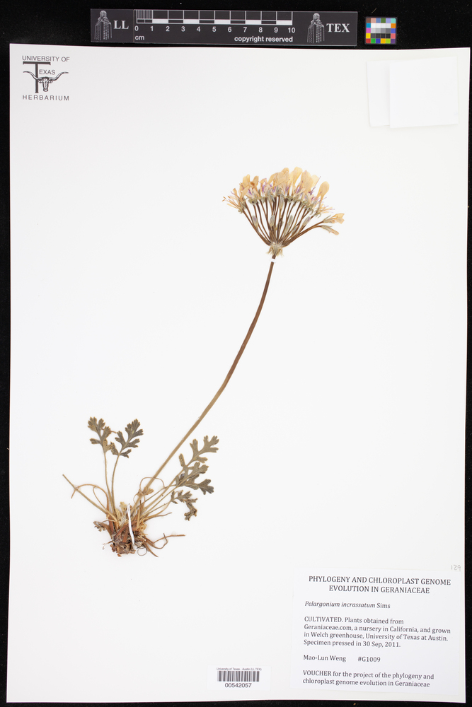 Pelargonium incrassatum image
